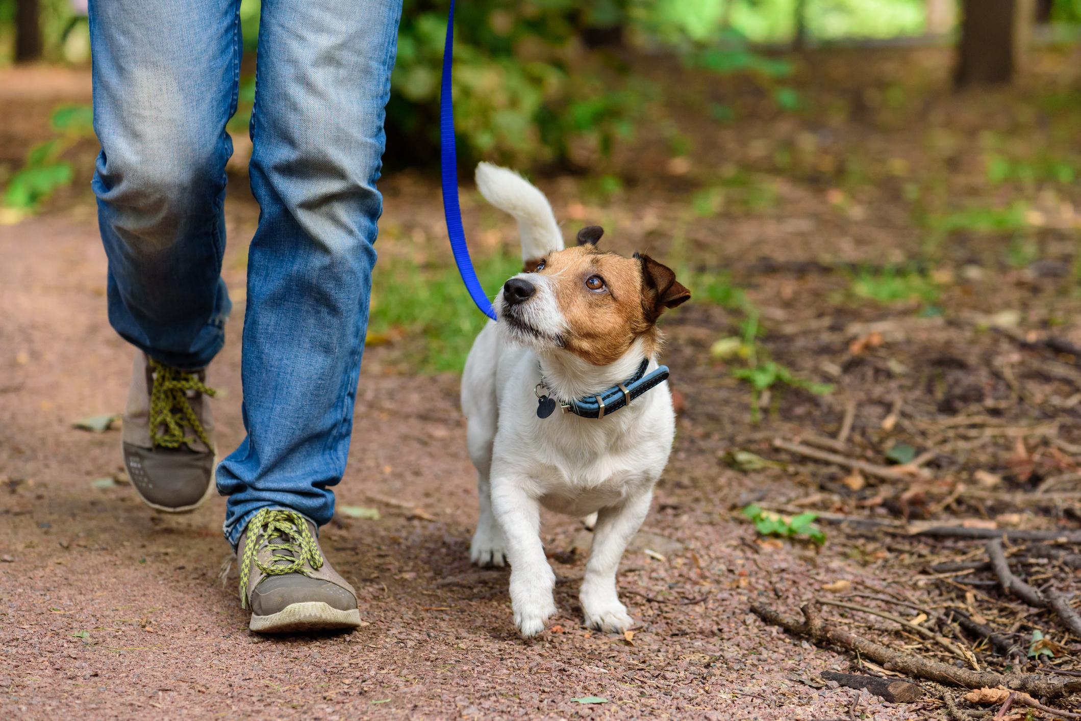 Traumatisme crânien : pourquoi vous prenez des risques en promenant votre chien