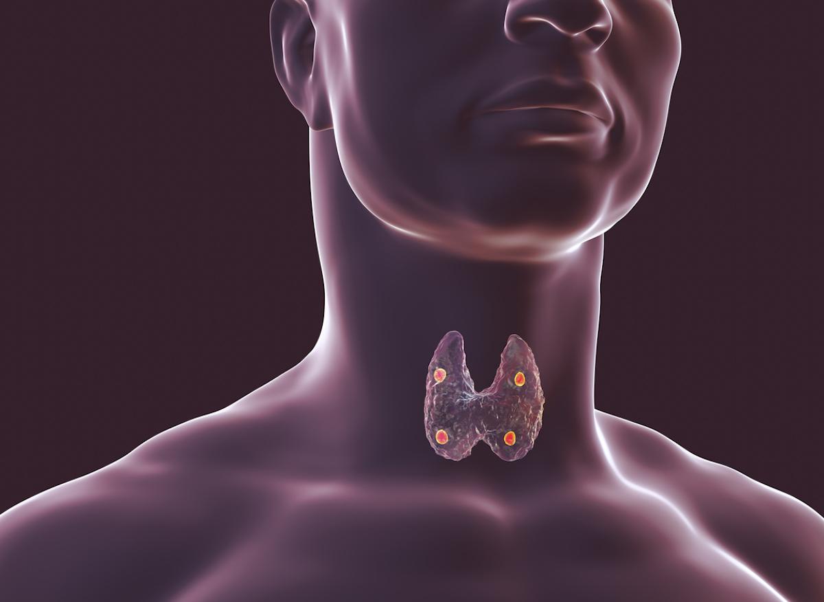 Gros plan sur notre corps : qu'est-ce que la glande thyroïde ?