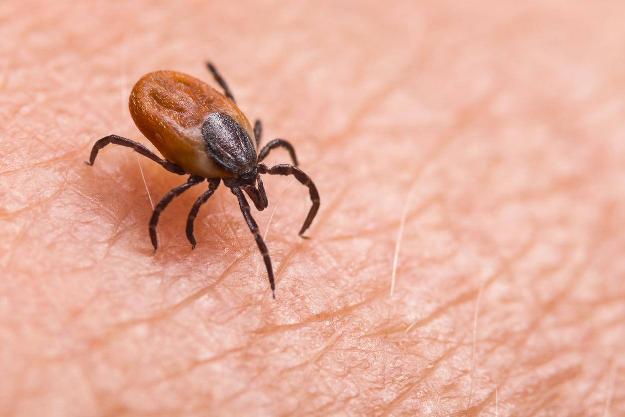 Lyme : une nouvelle piste pour neutraliser les tiques
