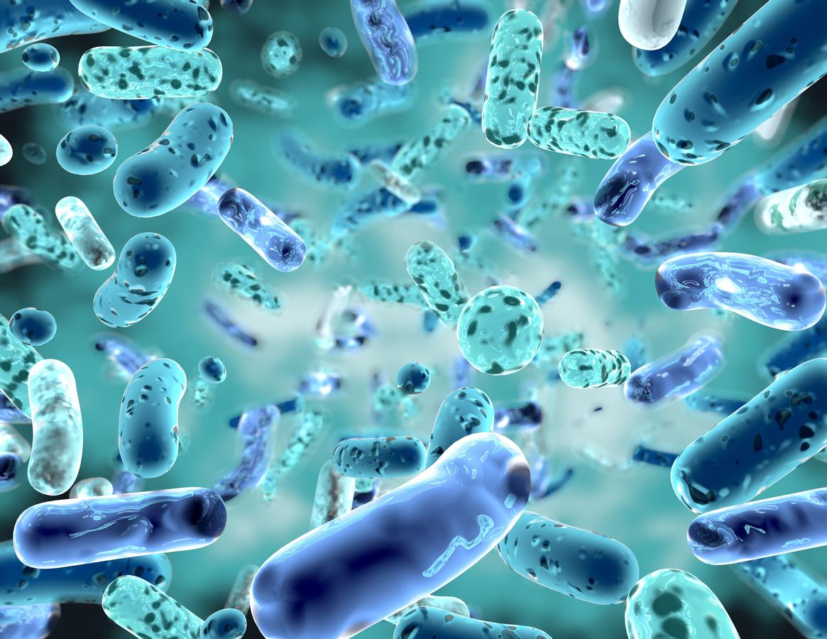 Angiome caverneux : un lien avec le microbiote intestinal 