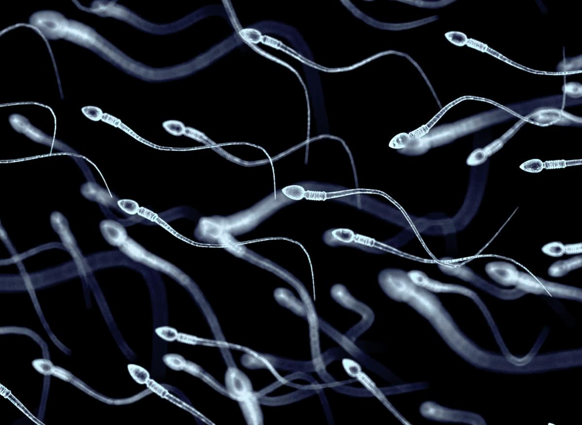 Comment la chaleur affecte la qualité des spermatozoïdes