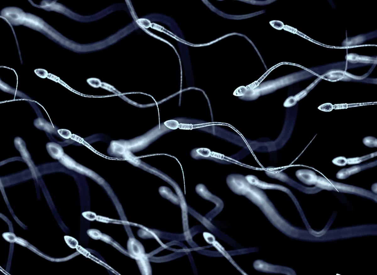 Comment les spermatozoïdes se font accepter par la réponse immunitaire féminine