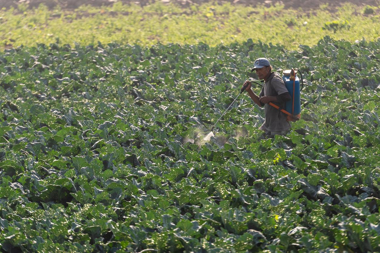 Cancer : les pesticides jugés sans risque le sont-ils vraiment ?