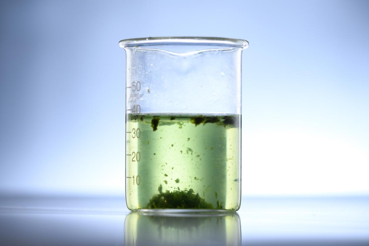 Syndrome du côlon irritable : les bienfaits des algues