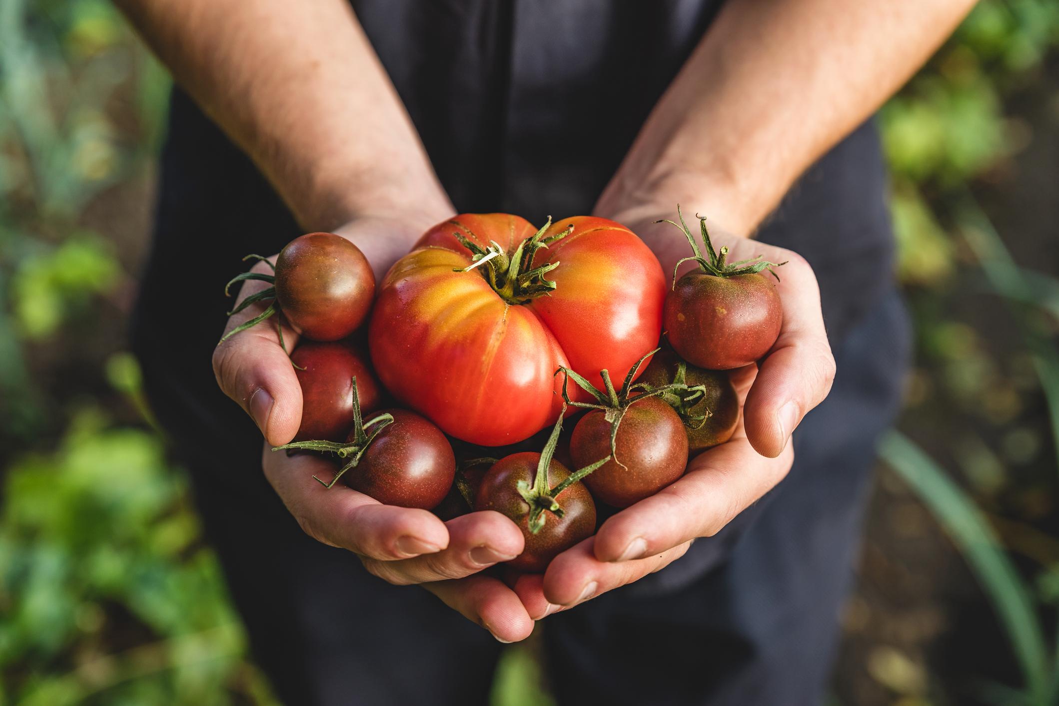 5 bienfaits des tomates pour la santé
