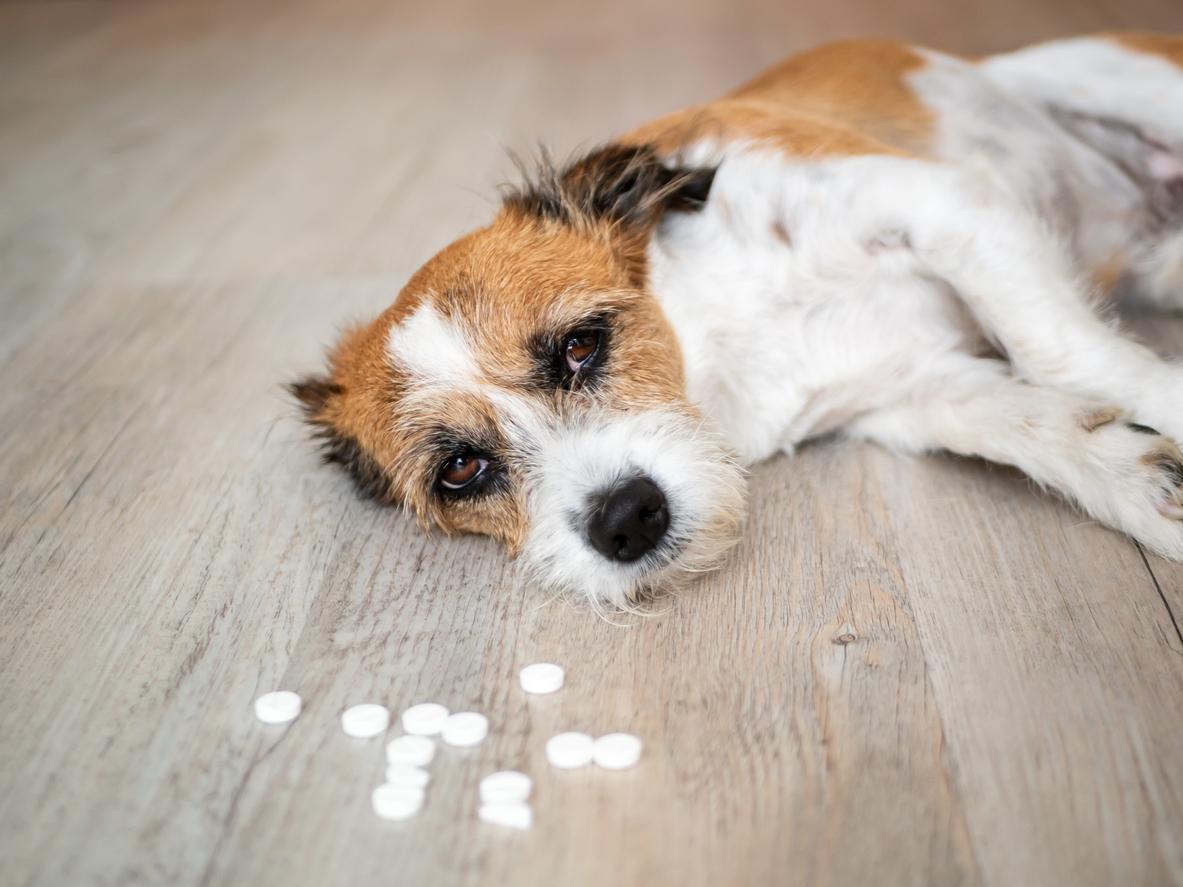 Aspirine, paracétamol : ne donnez pas vos médicaments à votre chien !