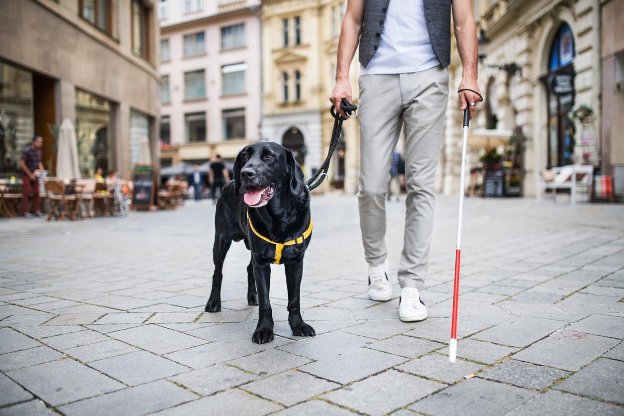 Guide dogs for the blind: 4 things you need to know