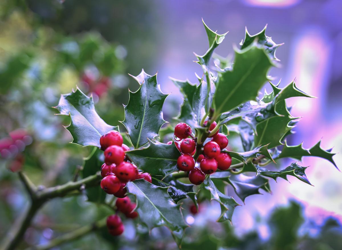 Houx, gui : les plantes de Noël peuvent être des poisons