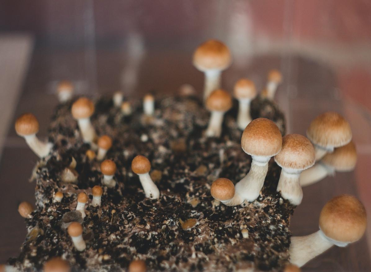 Un composé des champignons hallucinogènes soulage la dépression