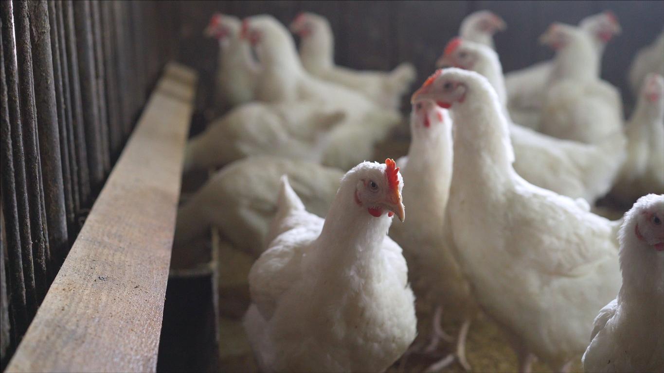 Grippe aviaire H5N8 : « pas de risque de transmission à l’homme » assure le gouvernement