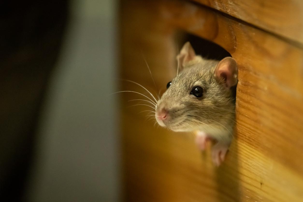 Des souris recouvrent la vue grâce à des gènes \