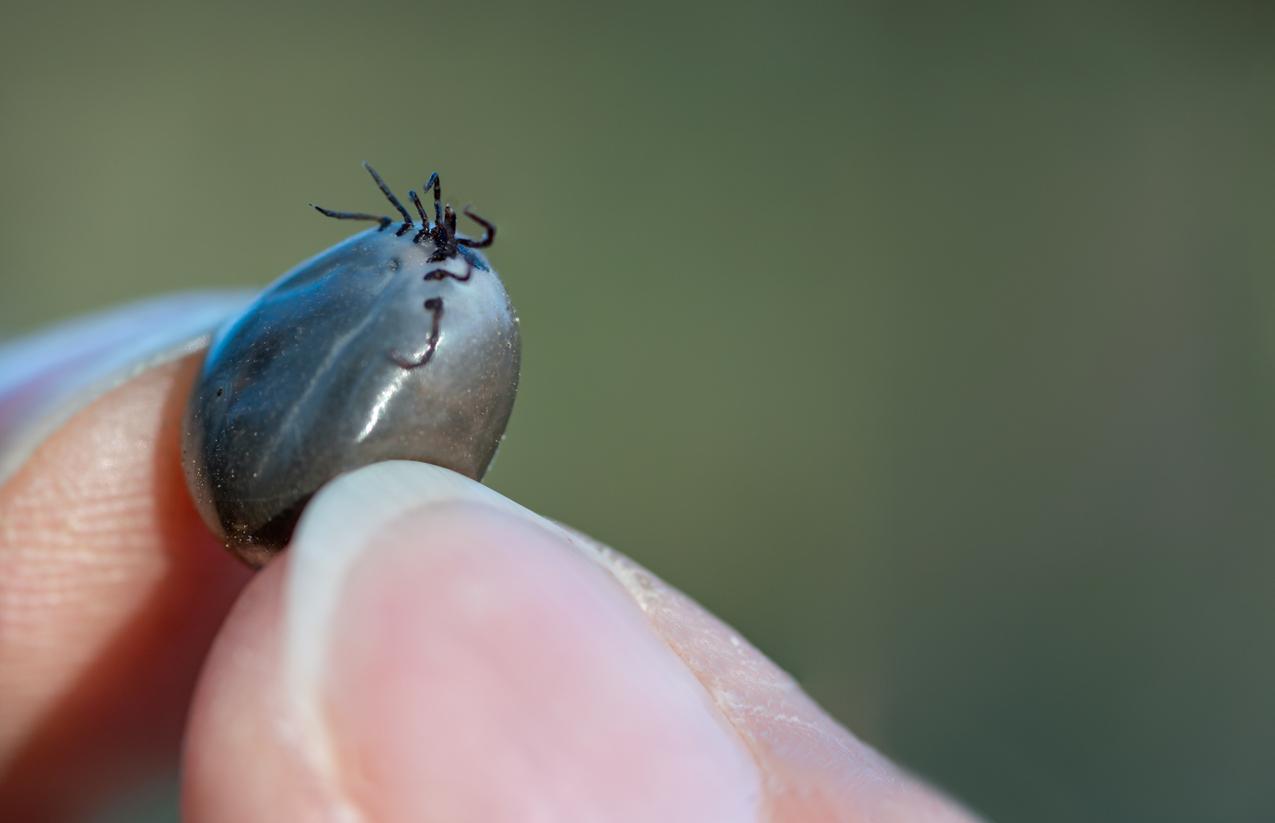 Fièvre hémorragique de Crimée-Congo : quels sont les risques de ce virus détecté en France 