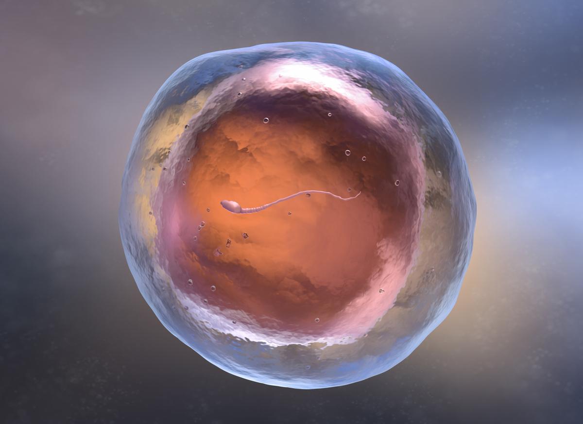  FIV : le test génétique des embryons, un risque de dérives éthiques ?