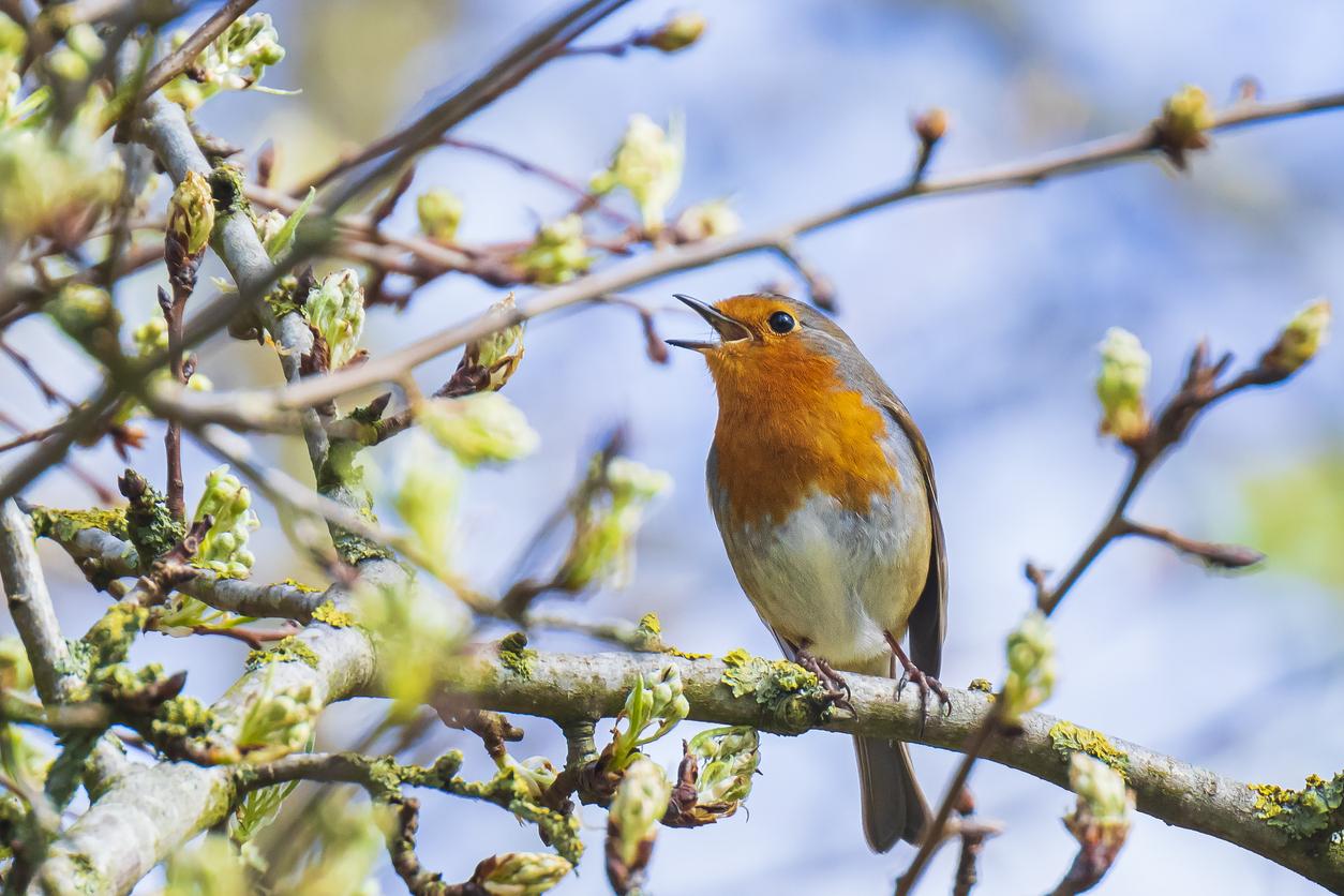 Pourquoi il faut prendre le temps d’écouter les oiseaux