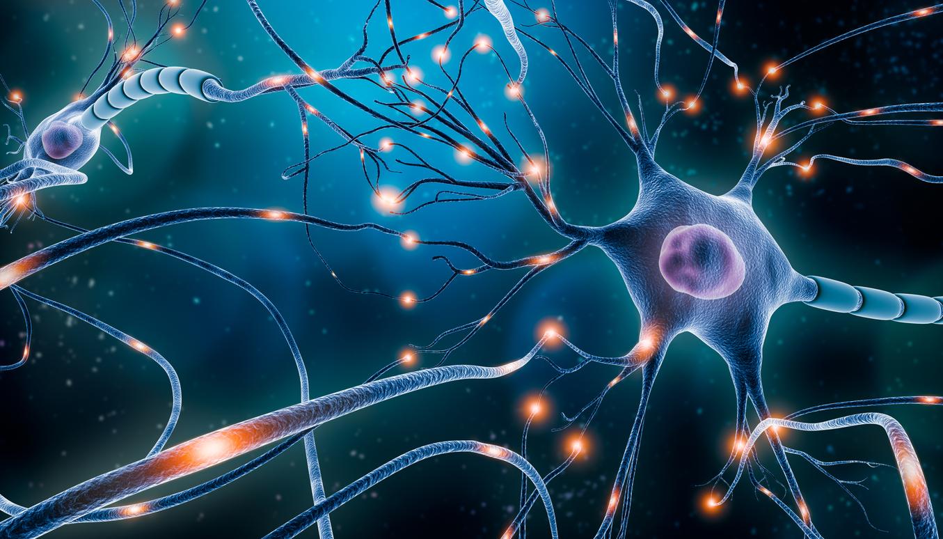 Lésion cérébrale : un biomarqueur prédit si les neurones peuvent se régénérer