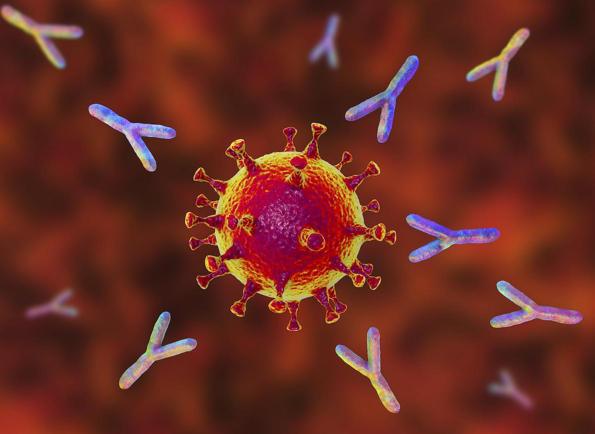Série traitement Covid-19 : les anticorps polyclonaux pour détruire le virus