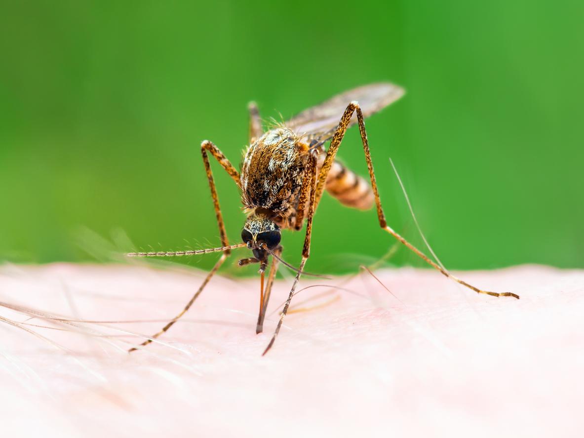 Argentine : ces moustiques vecteurs d’une maladie neurologique prolifèrent 