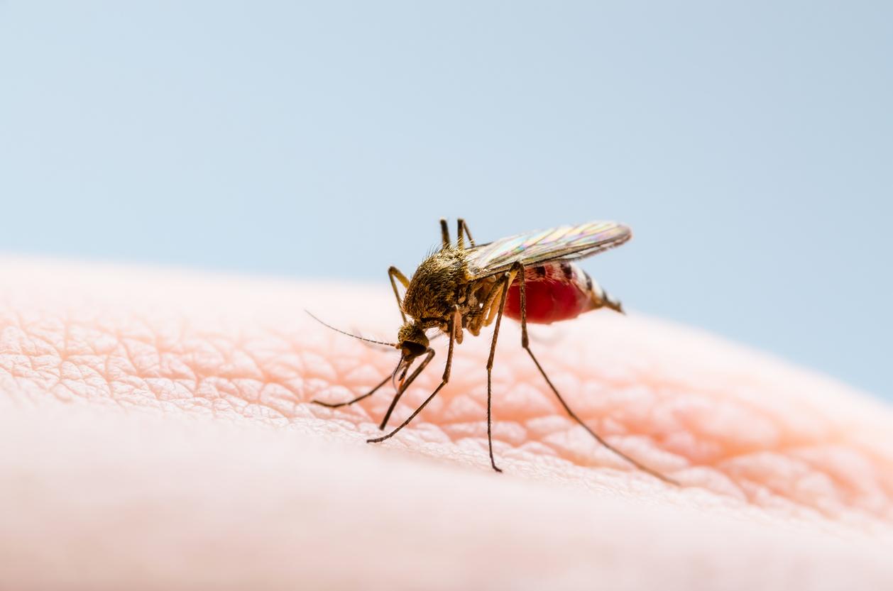 Dengue : 5 nouveaux cas en Guyane depuis le début de l’année