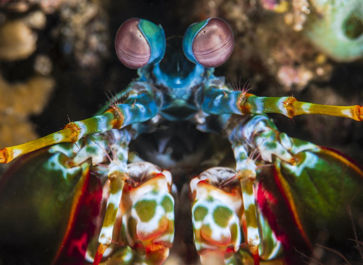 Les yeux de cette crevette bizarre révolutionnent le traitement du cancer 