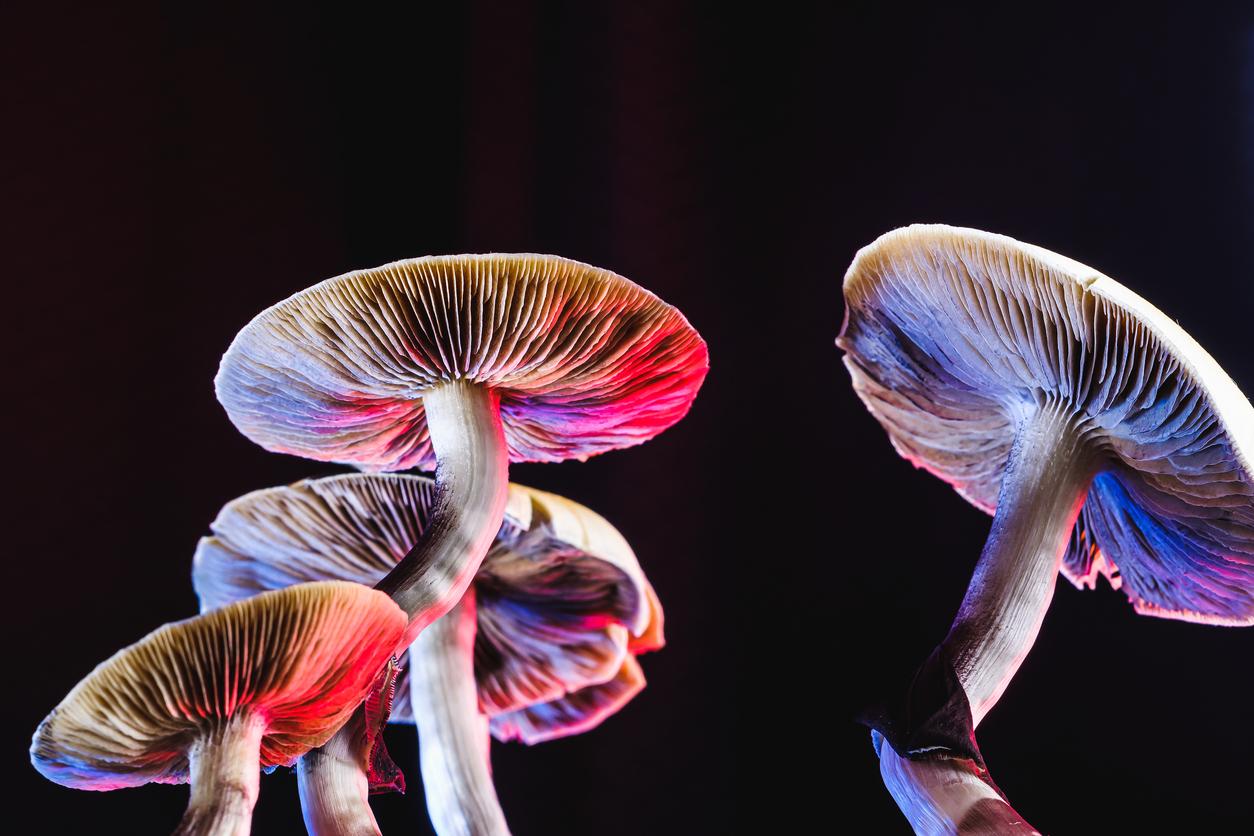 Les champignons magiques, une nouvelle perspective dans le traitement du diabète ?