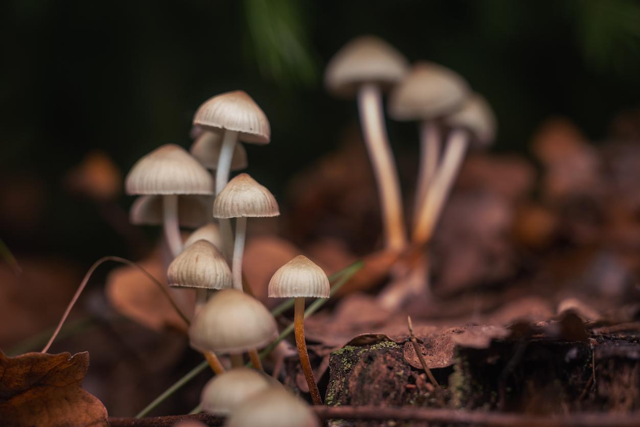 Dépression résistante : une substance dans les champignons hallucinogènes permet de la soigner