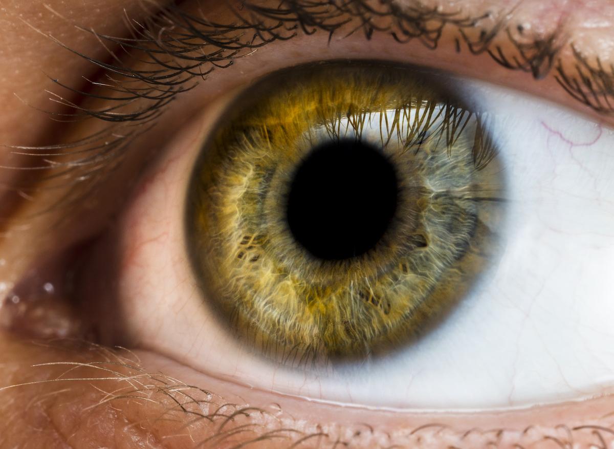 L’intelligence peut-elle se mesurer dans les pupilles ?