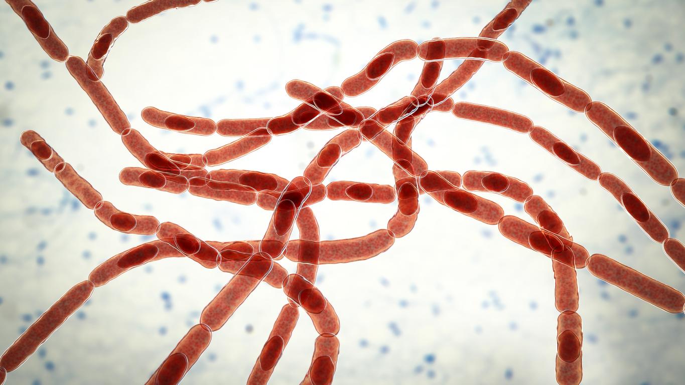 Une bactérie mortelle pourrait-elle devenir l’antidouleur miracle ?