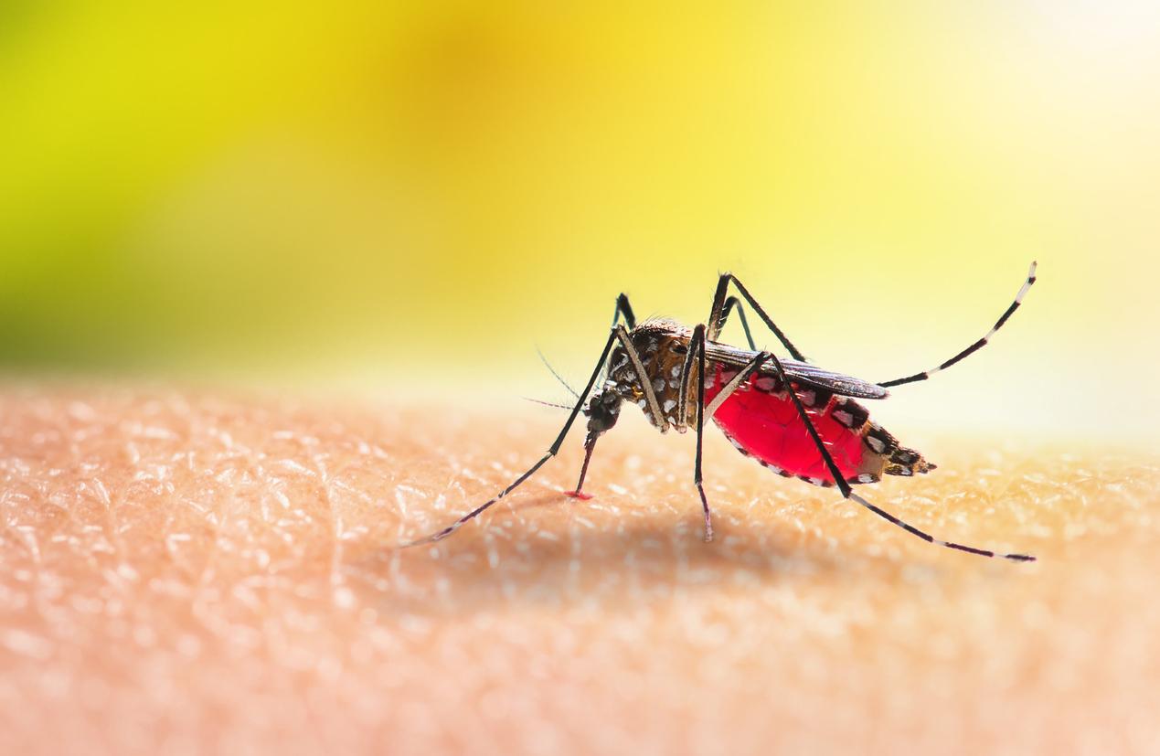 Pourquoi les moustiques nous apprécient particulièrement ?
