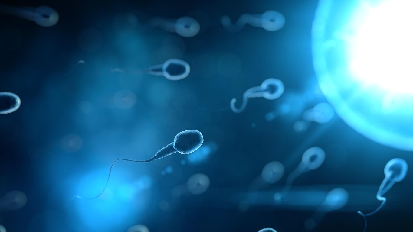 Fertilité masculine : porter des charges lourdes augmente la quantité de spermatozoïdes