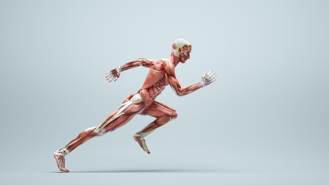 Ce que vos muscles disent de votre santé cardiovasculaire