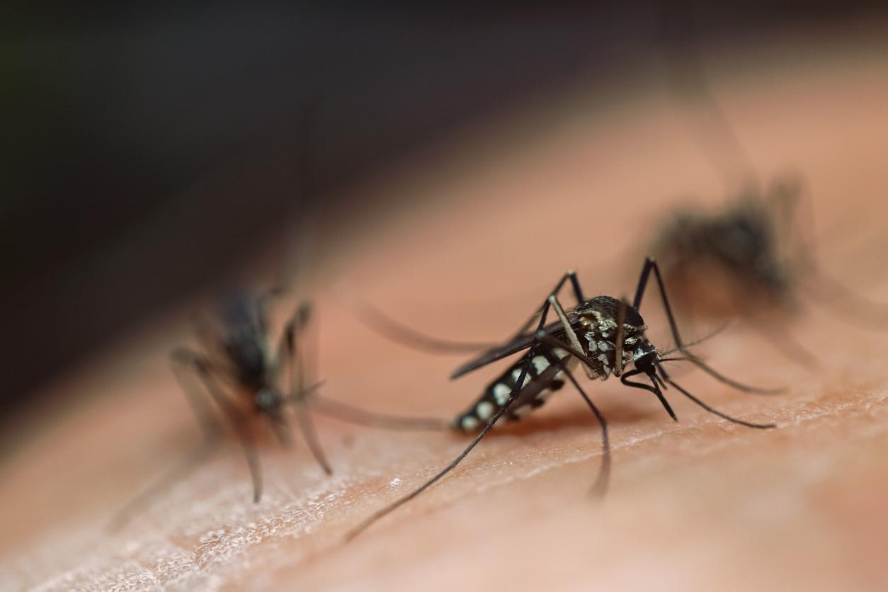 Moustiques : des scientifiques ont sans doute trouvé la solution pour s’en débarrasser