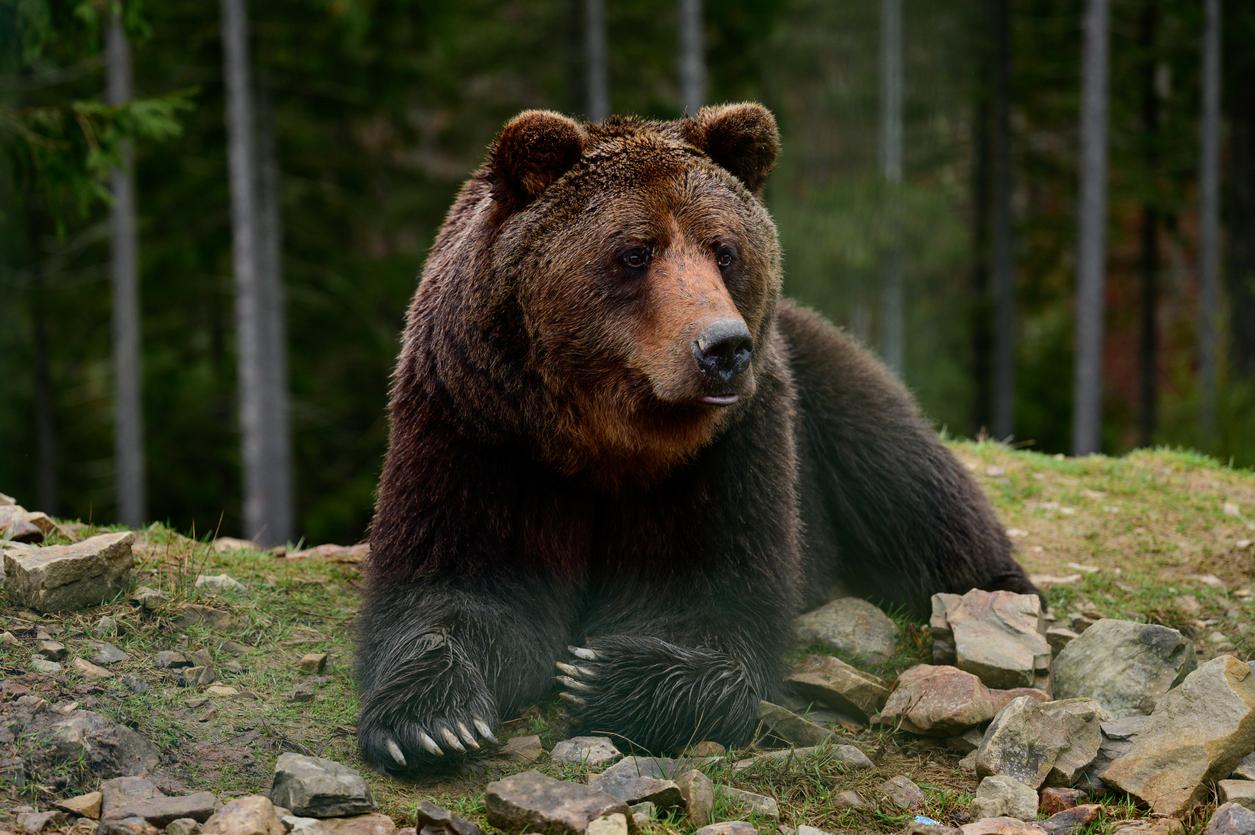 Thrombose veineuse : l'hibernation des ours pourrait aider à la soigner