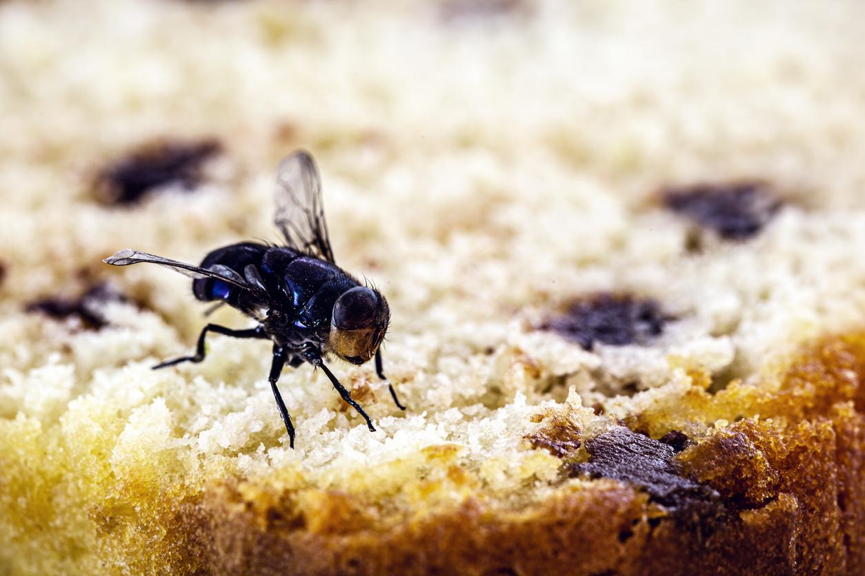 Pourquoi il vaut mieux éviter consommer un aliment touché par une mouche