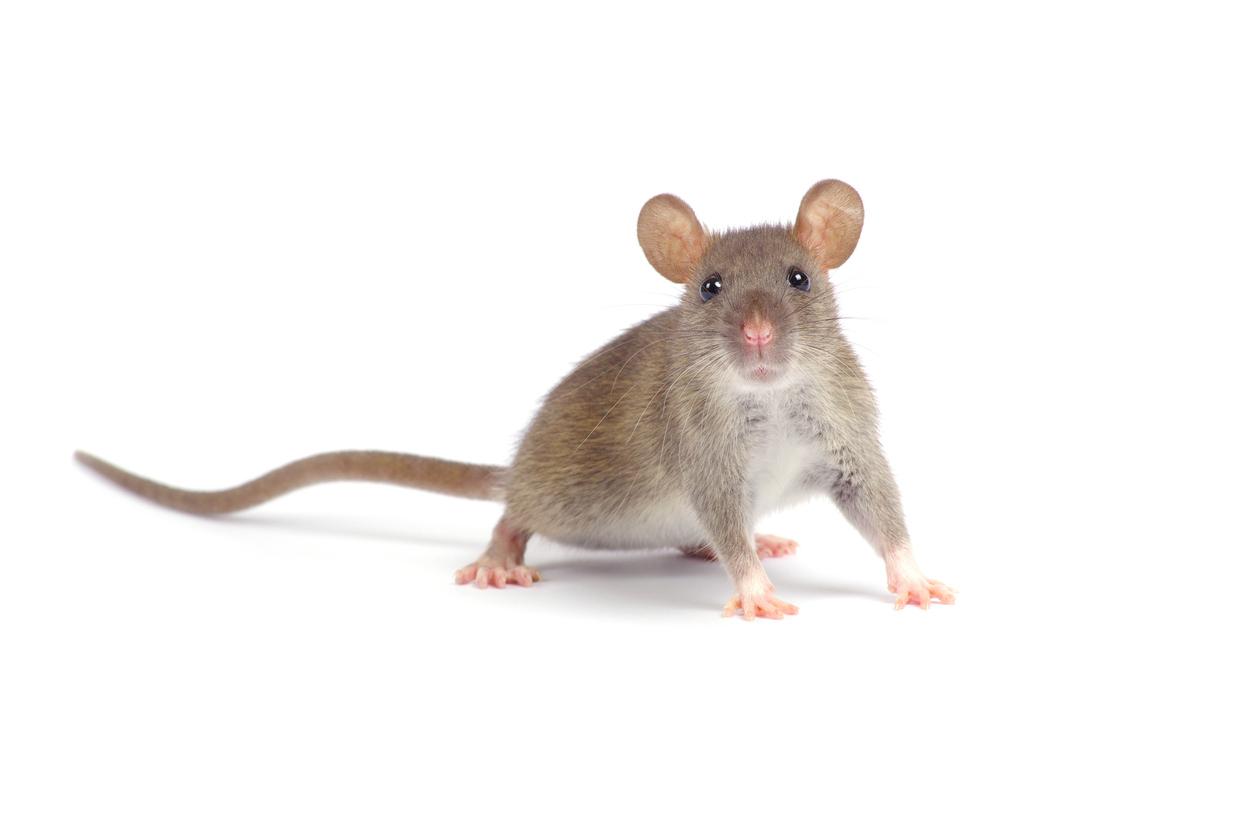 Hybrid brains with rat and mouse cells have been created