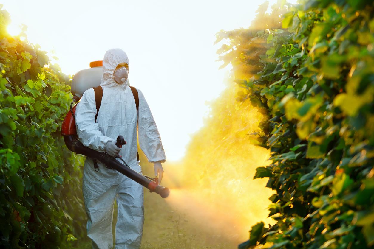 Pesticides : le chlorpyrifos jouerait un rôle dans l’obésité 