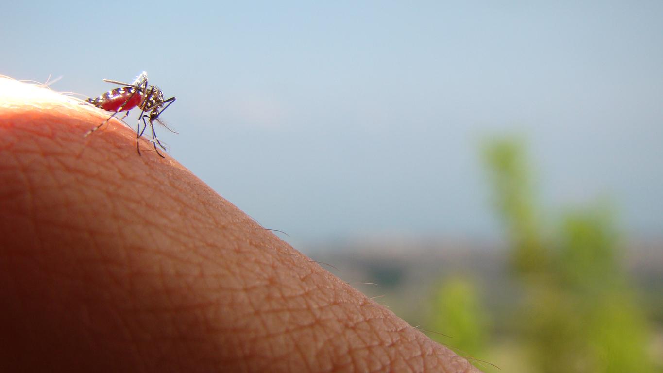 Moustiques : ont-ils disparu avec la canicule ? 