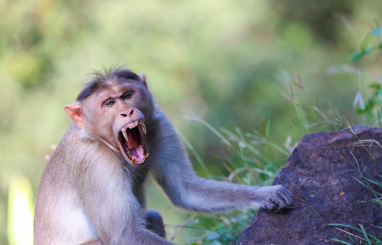 Fièvre hémorragique : un virus mortel chez les singes pourrait se propager à l'humain