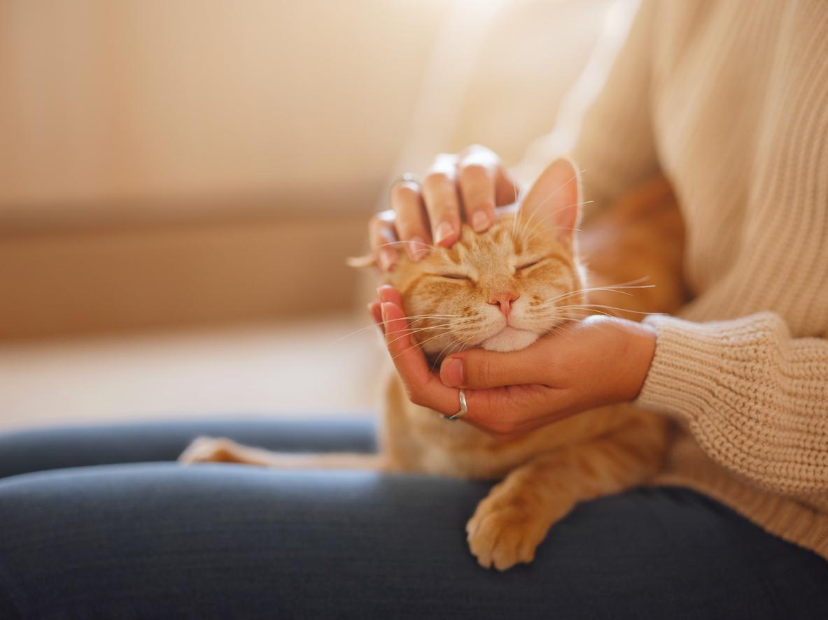 The 4 benefits of cats for our health
