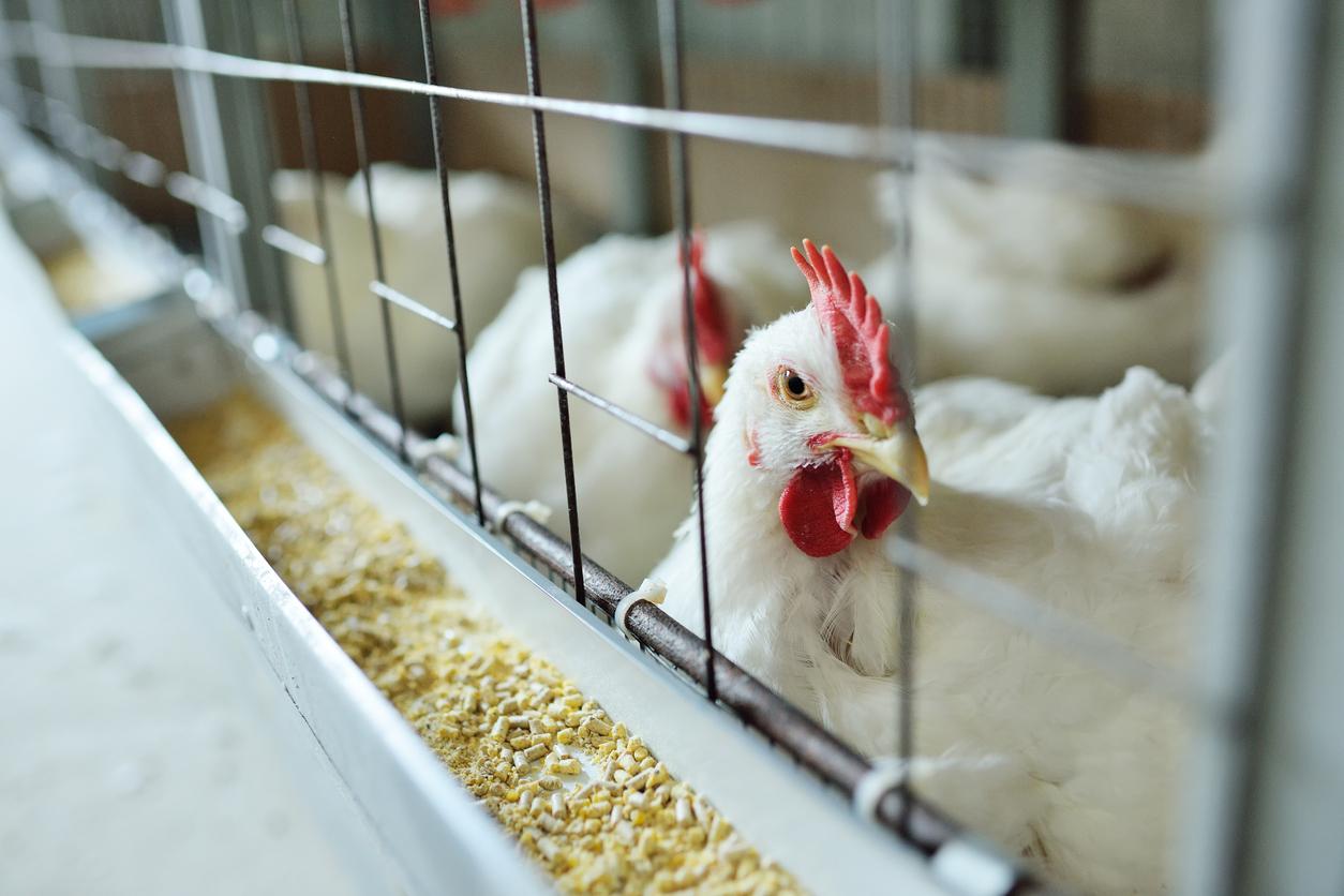 Grippe aviaire : les chercheurs préoccupés par l’évolution rapide du virus H5N1 