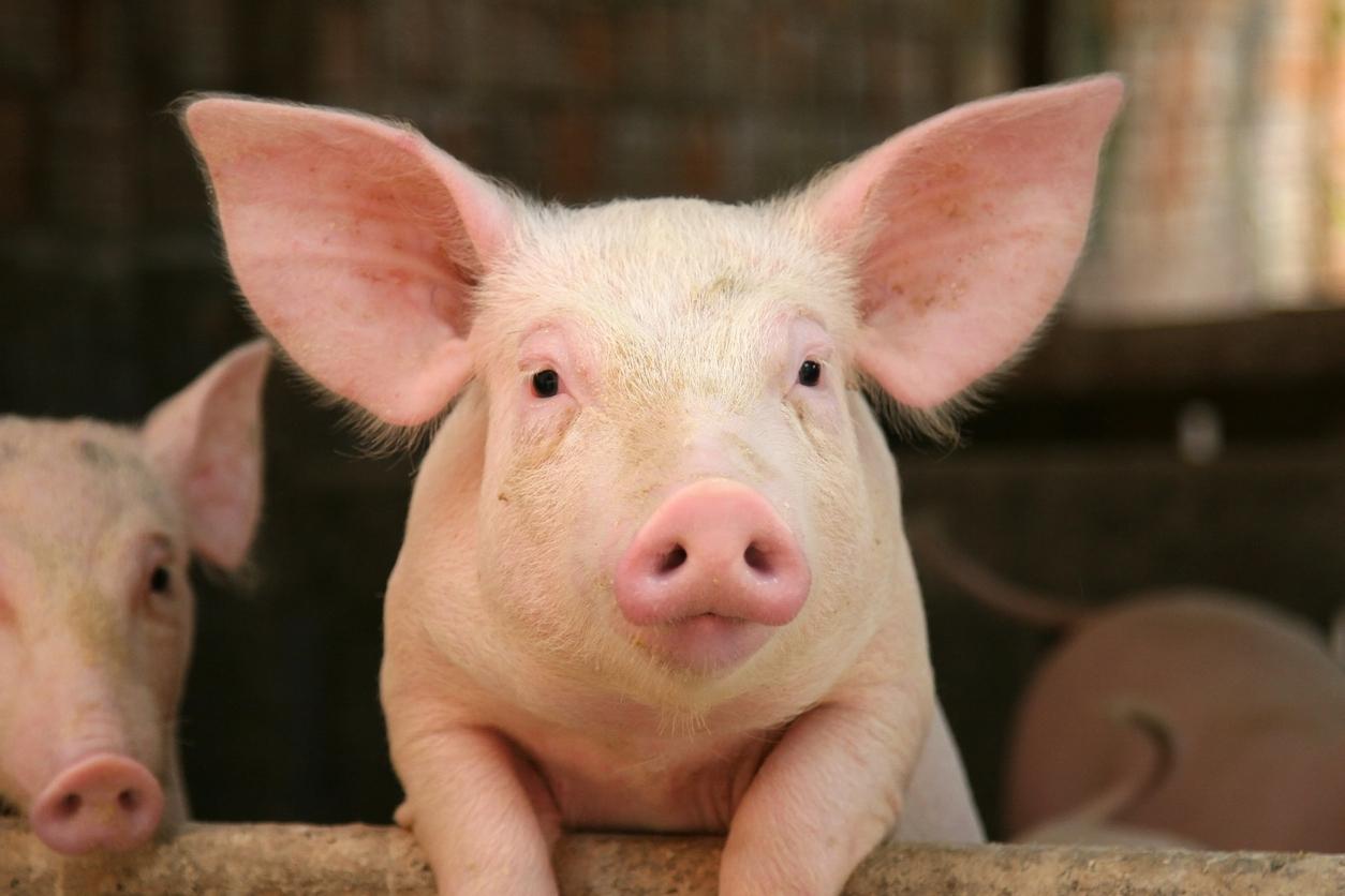 Greffe de foie de porc sur l’Homme : un patient survit pendant 171 jours