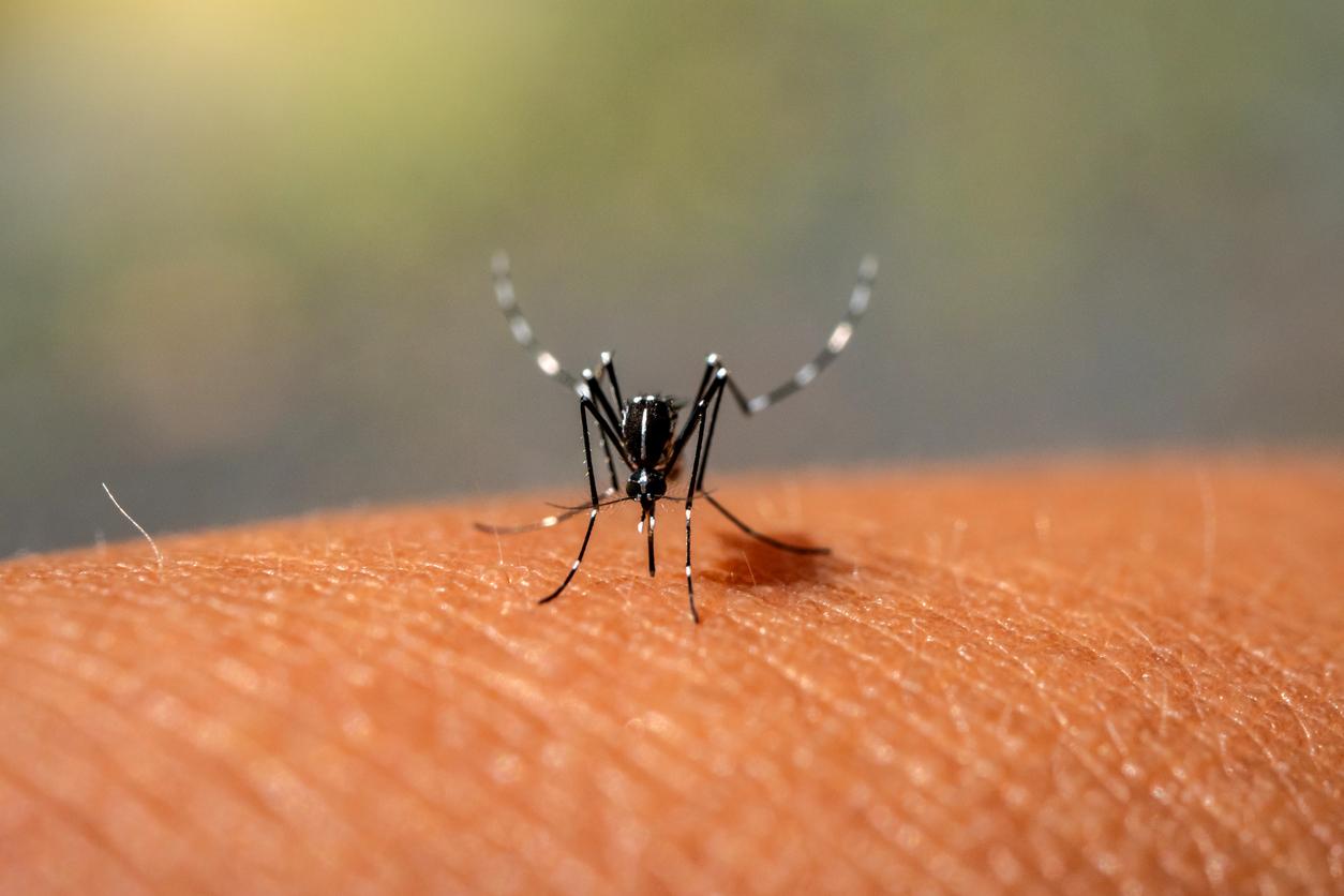 Chikungunya : un cas autochtone détecté dans les Pyrénées-Atlantiques