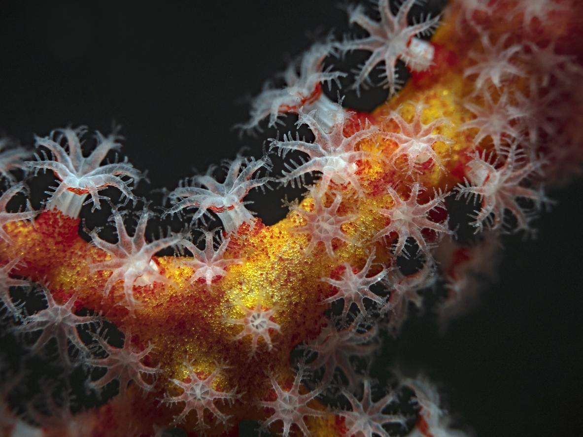 Coloscopie : comment savoir si des polypes peuvent-ils évoluer en cancer ?