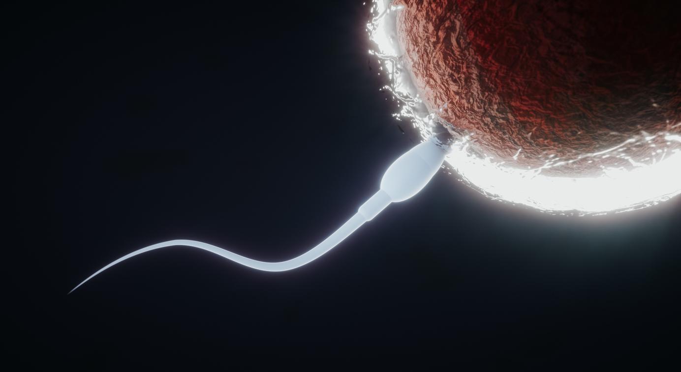 Dans l'espace, l'apesanteur désoriente les spermatozoïdes !