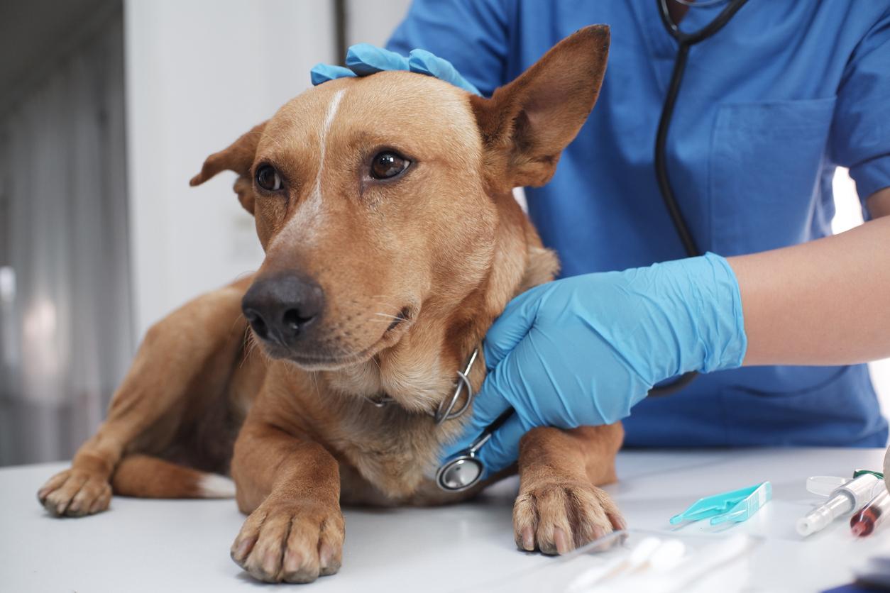 Une maladie respiratoire inconnue se propage rapidement chez les chiens aux États-Unis