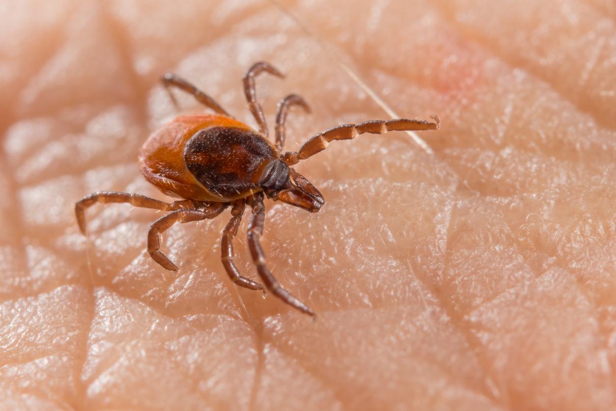 Lyme : pourquoi il faut se méfier des tiques jusque dans les maisons 