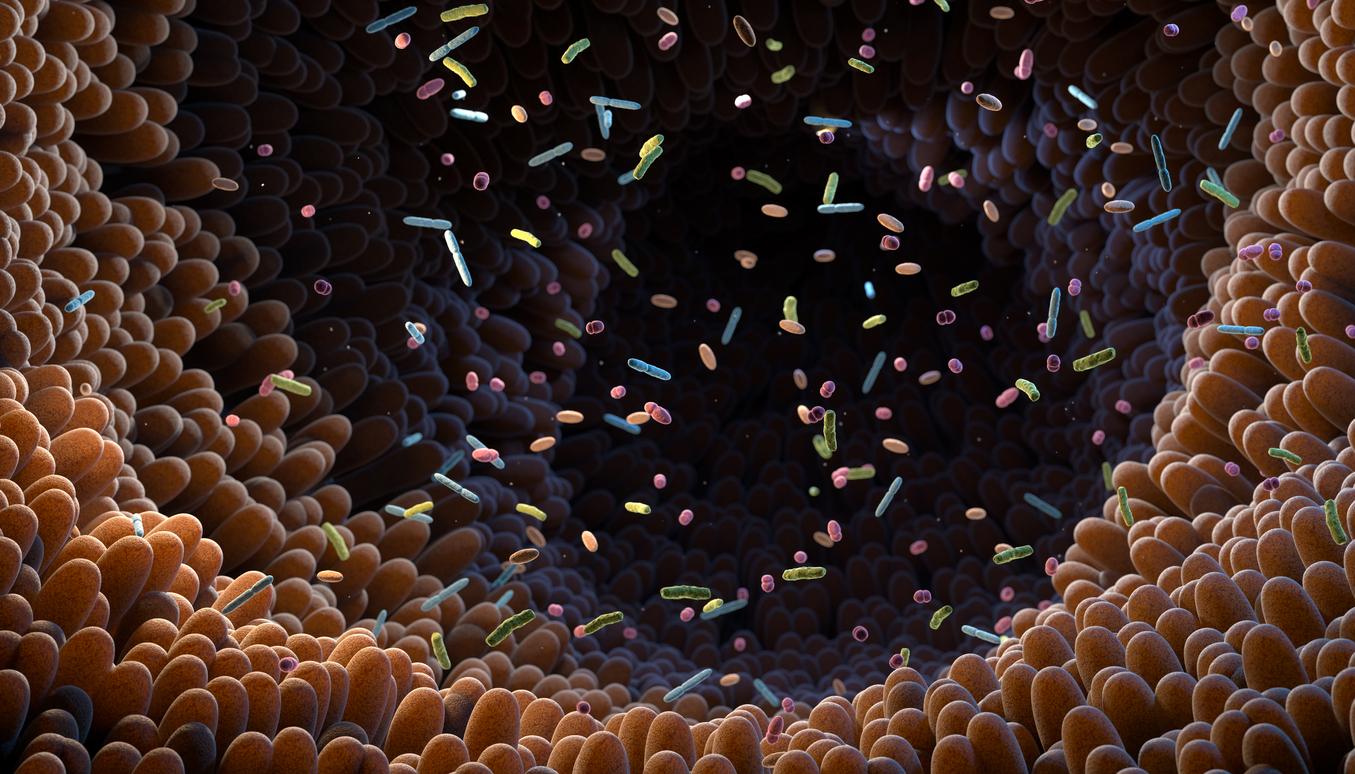 Microbiote : le manque de fibres tue les bonnes bactéries
