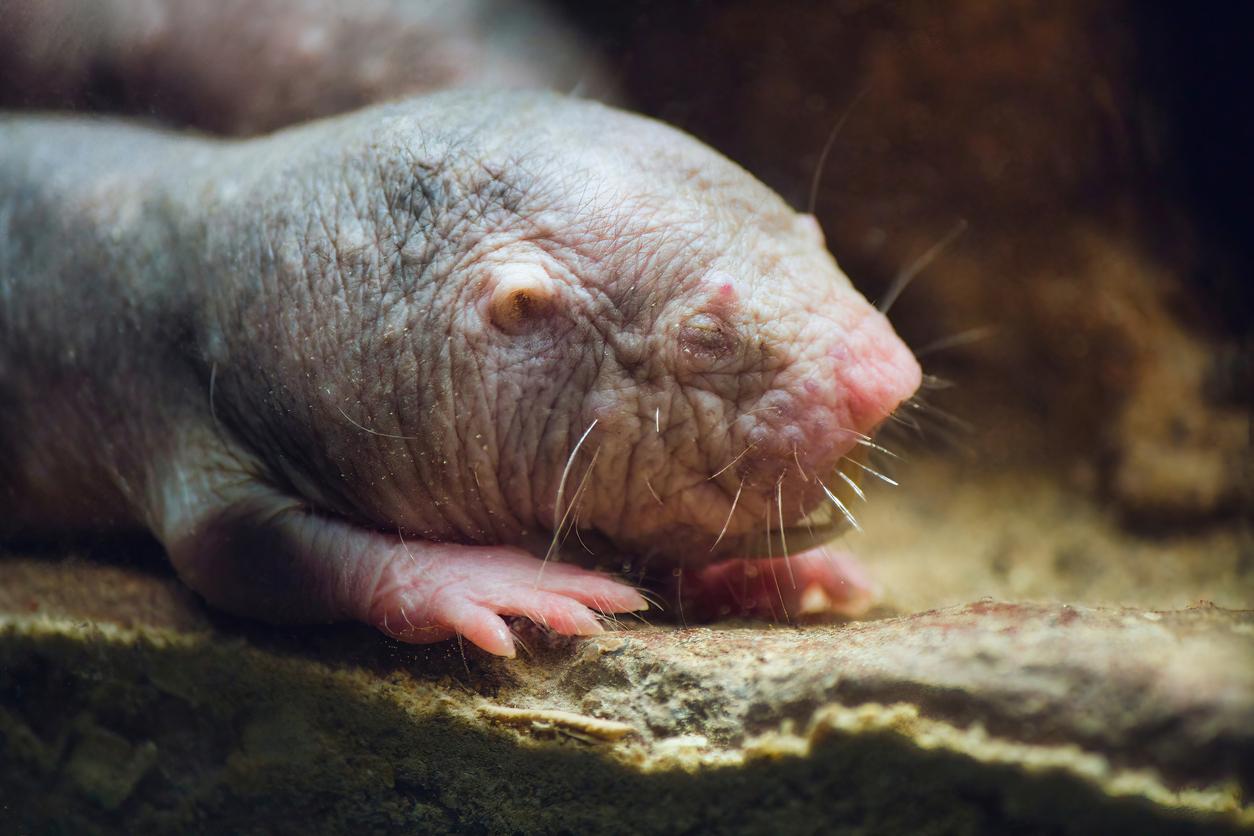 A naked mole-rat gene: a possible key to longevity?