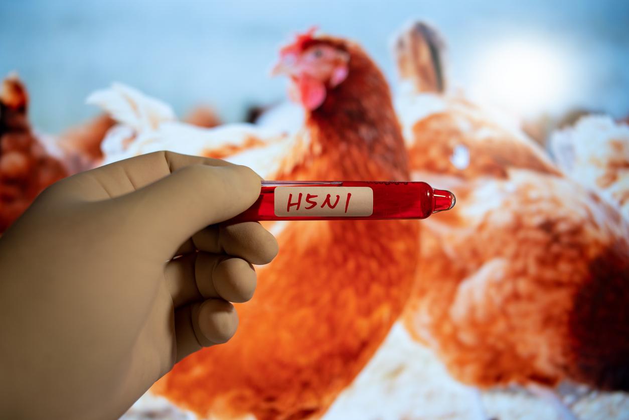 Grippe aviaire : la transmission d'une nouvelle souche à l'Homme ...