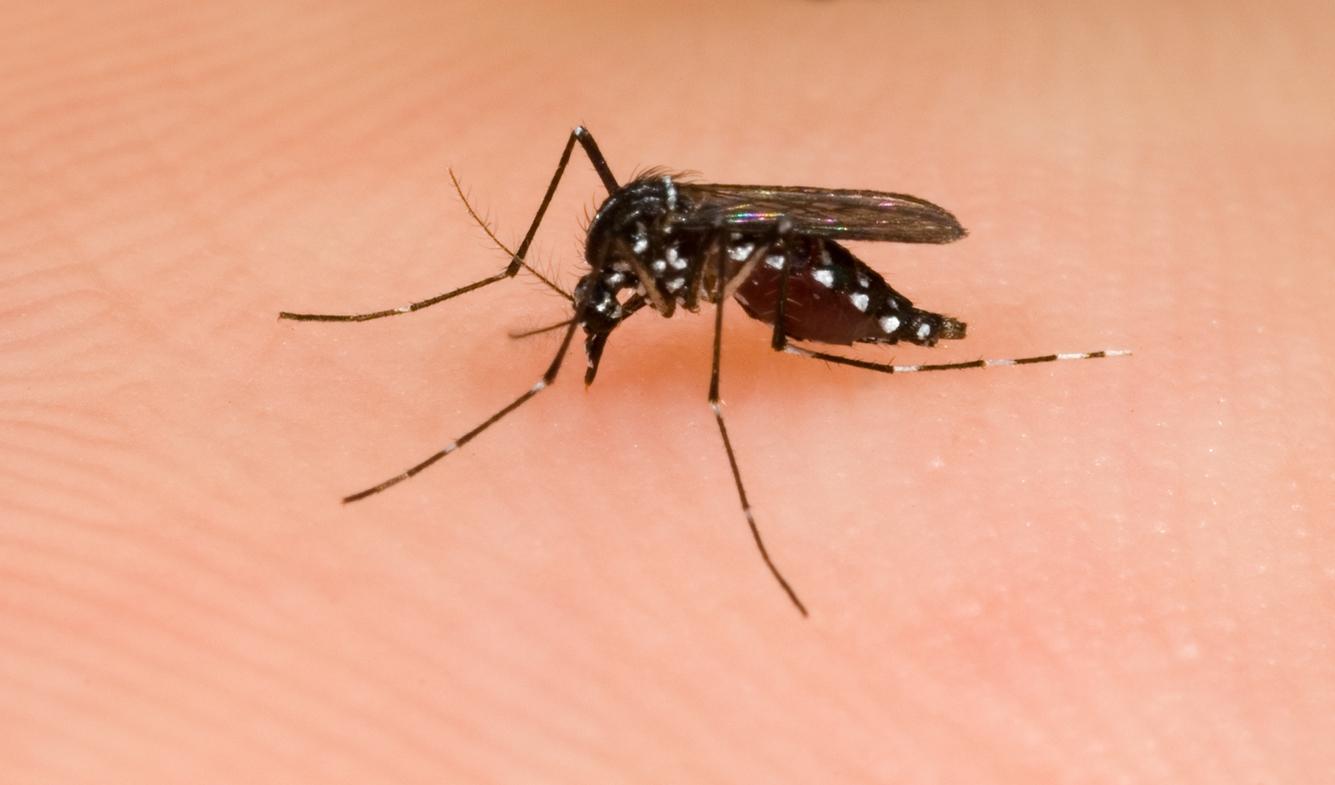 Moustique tigre : un cas de dengue autochtone signalé à Perpignan