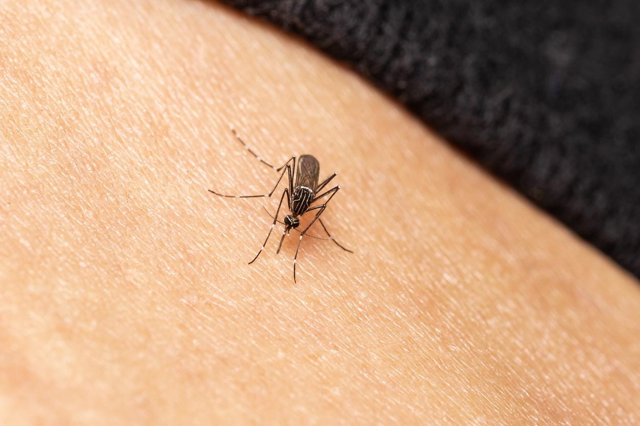 Paludisme : une bactérie bloquerait le développement du parasite chez les moustiques 